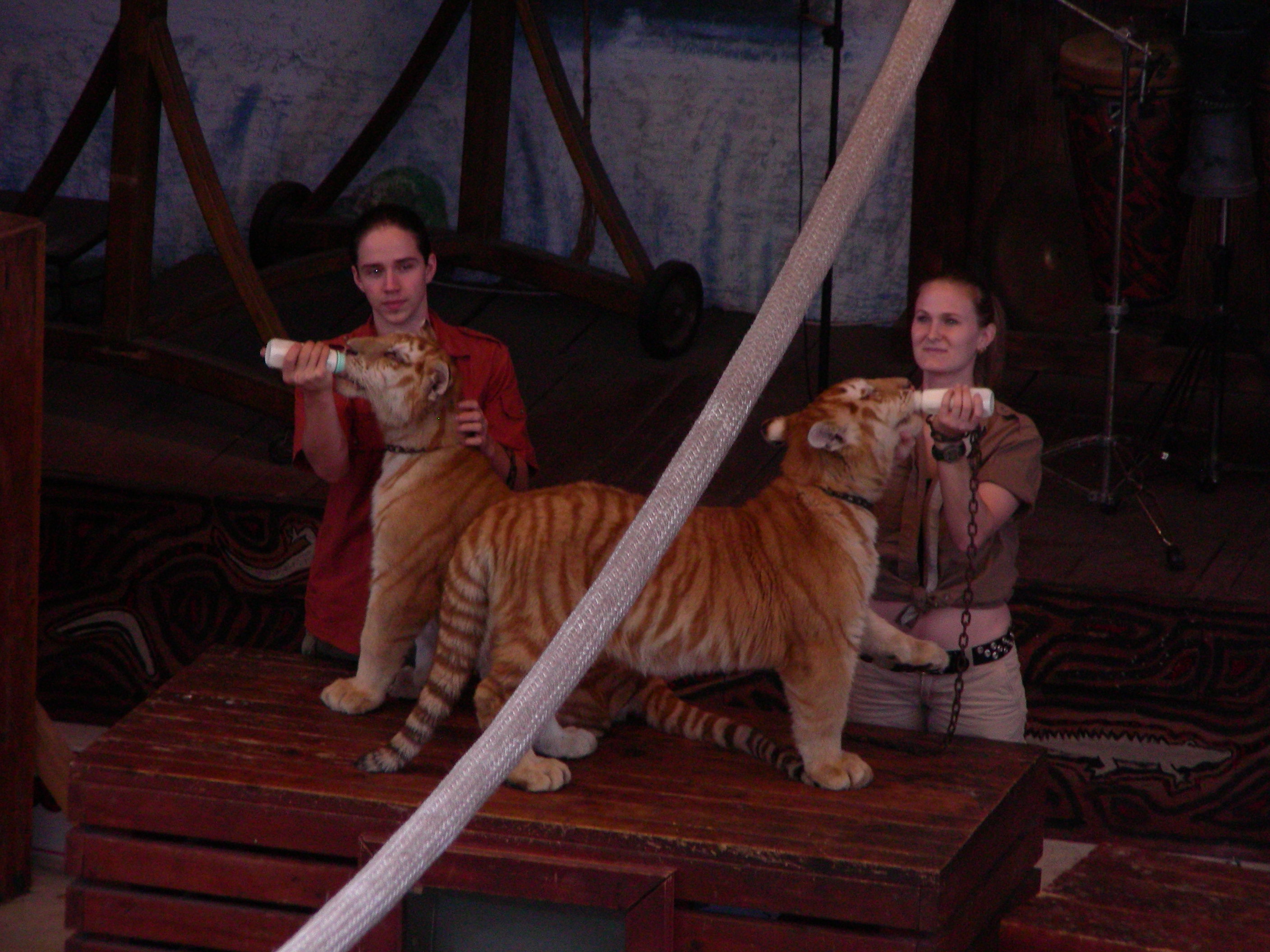 ./2006/Christmas/Parrot Jungle/DSCN0548.JPG